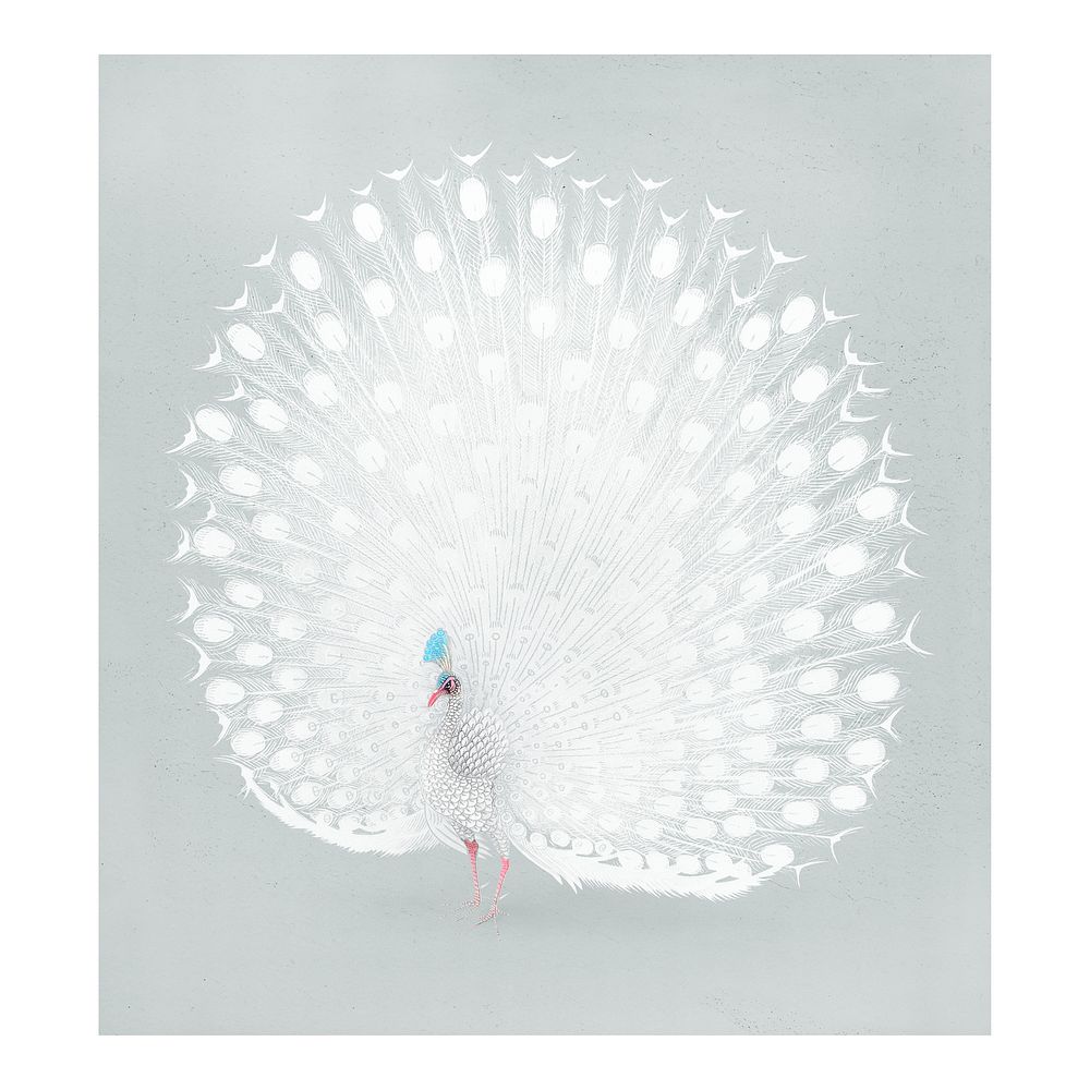 White peacock vintage wall art | Premium Photo - rawpixel