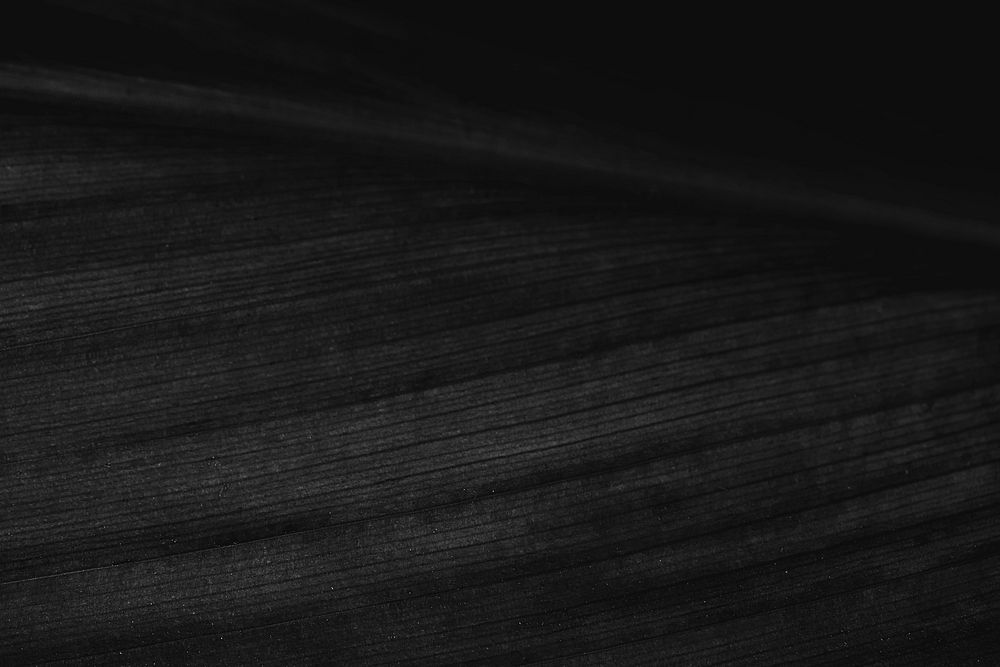 Foliage line art of Cordyline | Premium Photo - rawpixel