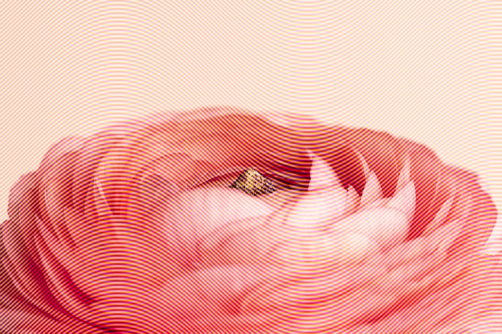 Red ranunculus flower design resource | Premium Photo - rawpixel