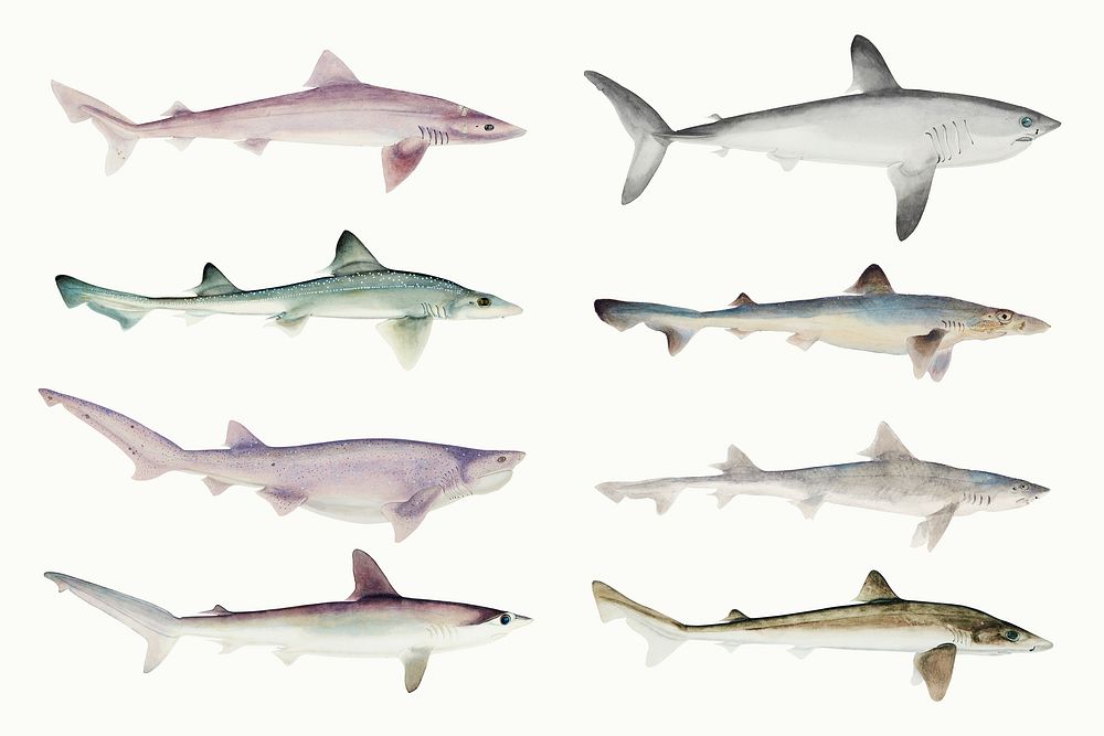 Vintage Drawing Sharks Illustration Set Free Photo Rawpixel