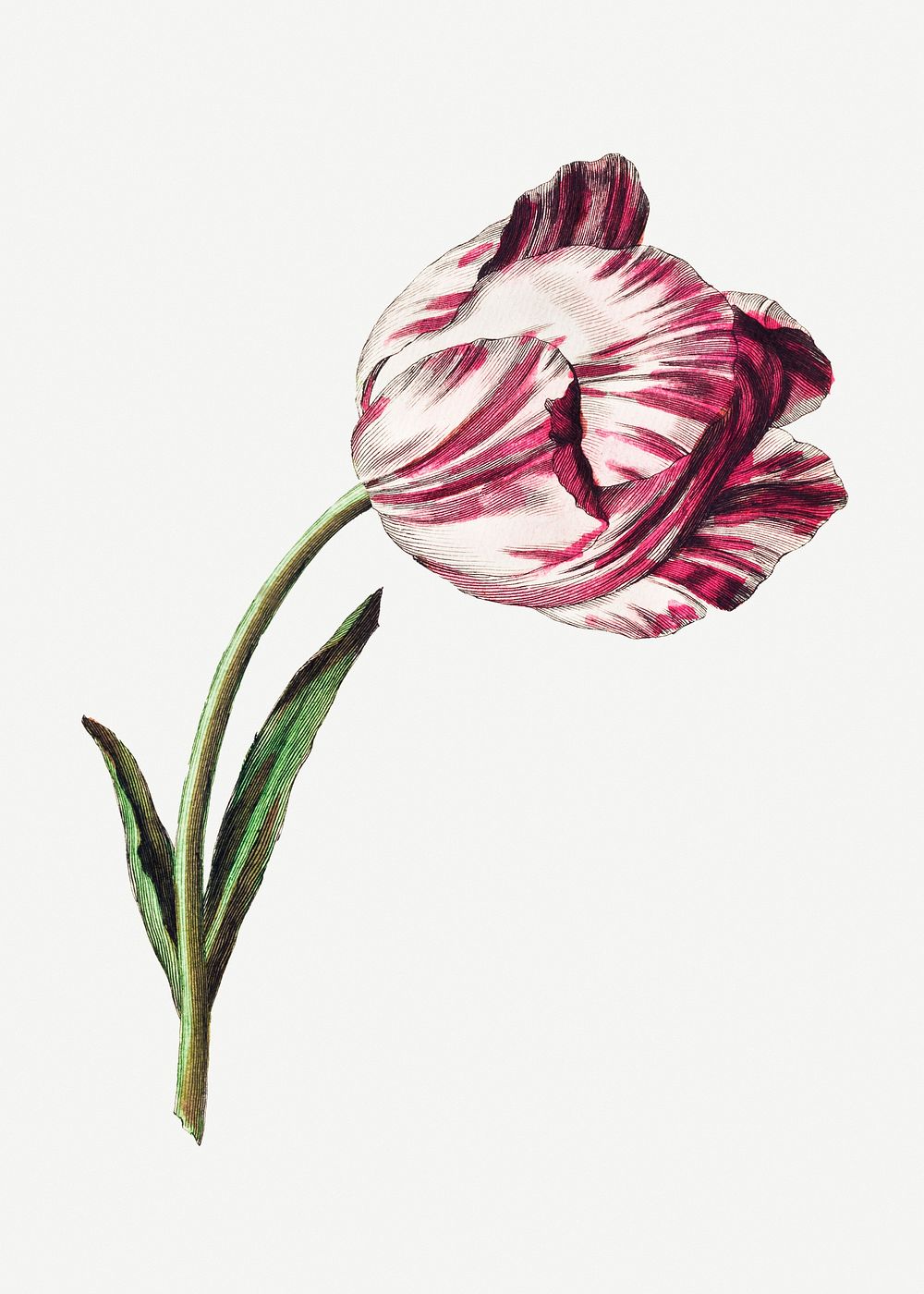 Vintage pink tulip flower design | Premium PSD Illustration - rawpixel