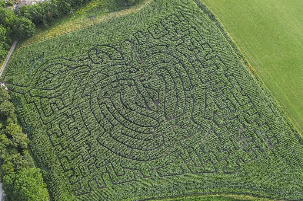 Green maze field drone shot | Premium Photo - rawpixel