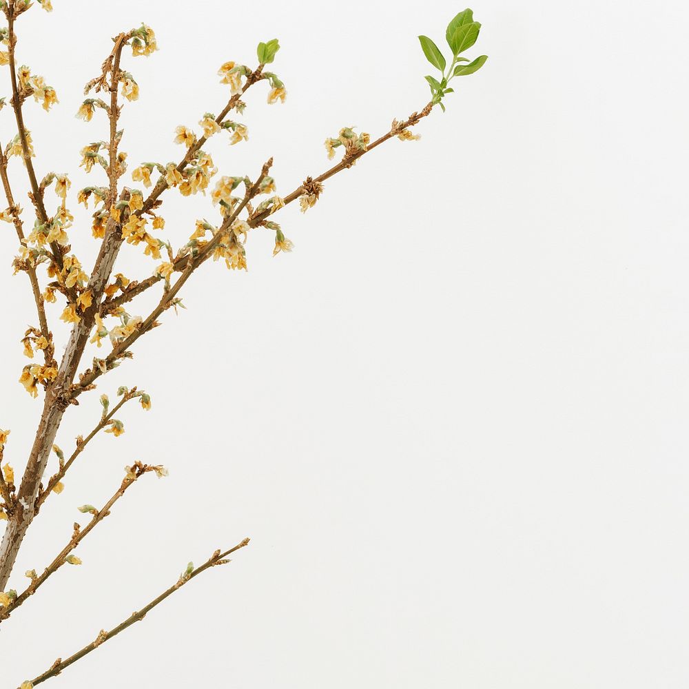 Dried Forsythia branch on an | Premium Photo - rawpixel