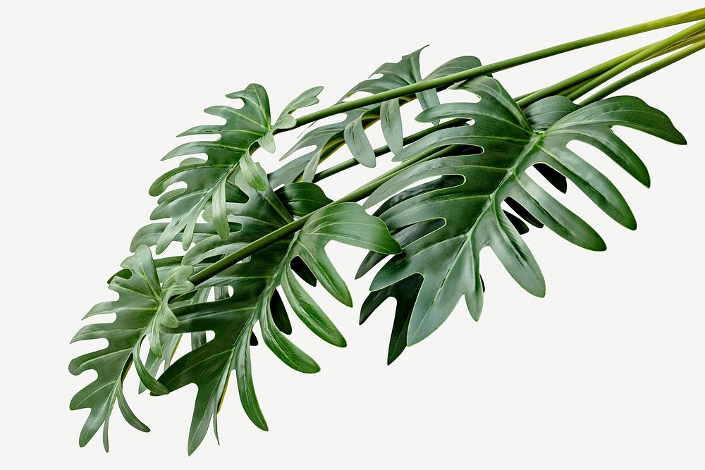 Fresh green Philodendron Xanadu leaves | Premium PSD - rawpixel