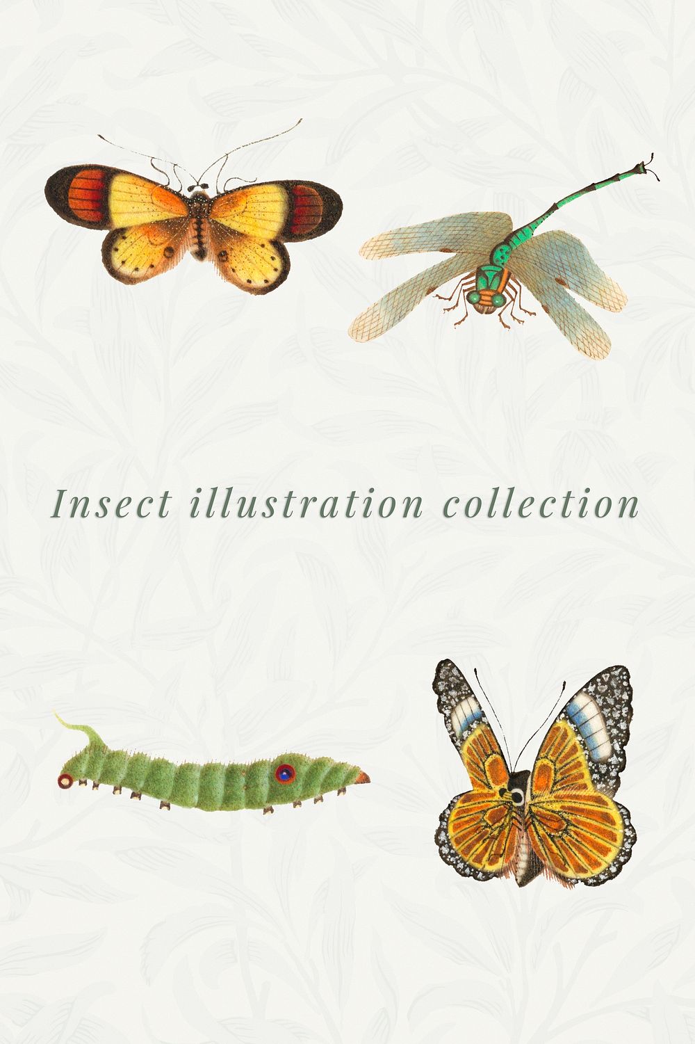 Various insect vintage illustration collection | Premium Photo - rawpixel