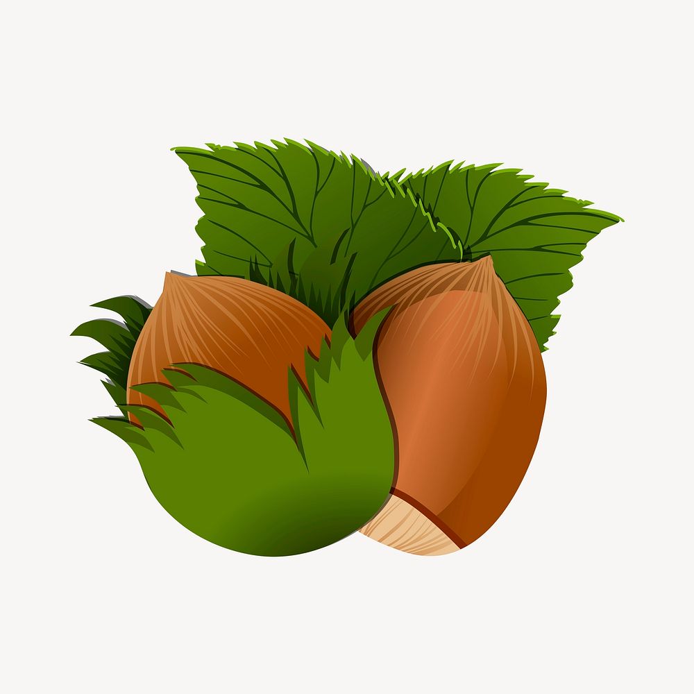 Hazelnut clipart illustration psd. Free | Free PSD - rawpixel