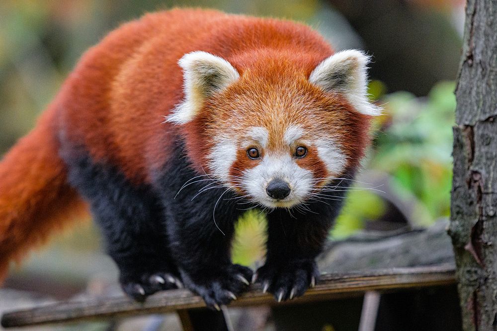 Red panda, endangered herbivore wildlife. | Free Photo - rawpixel