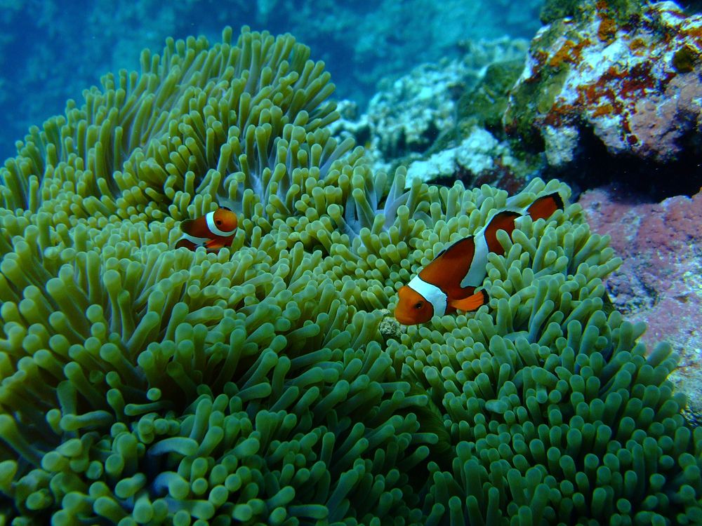 Clownfish in anemone. Free public | Free Photo - rawpixel