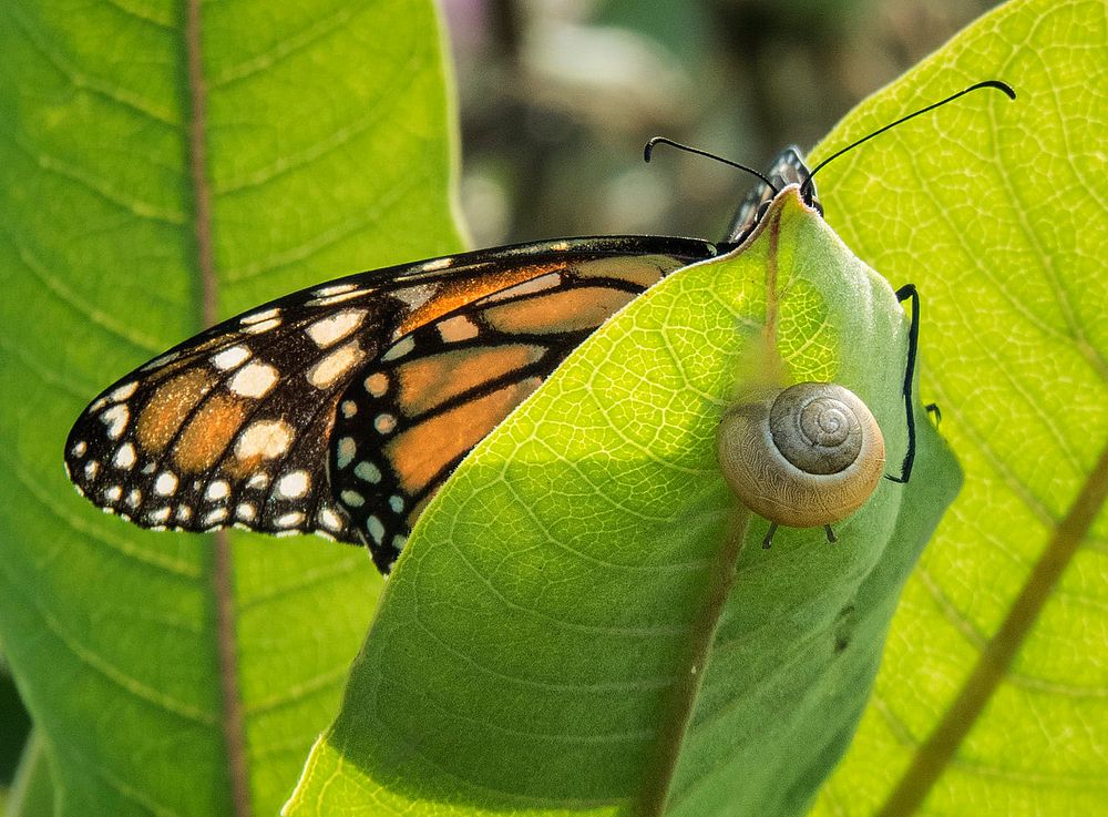 Monarch butterfly with snail on Milkweed Free Photo rawpixel