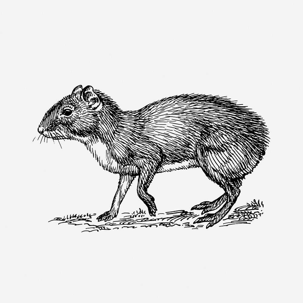 Agouti Drawing Animal Vintage Illustration Free PSD Rawpixel CzNmcy1wcml2YXRlL3Jhd3BpeGVsX2ltYWdlcy93ZWJzaXRlX2NvbnRlbnQvam9iNjcxLTAyMy1sMWRhODN1MS5qcGc