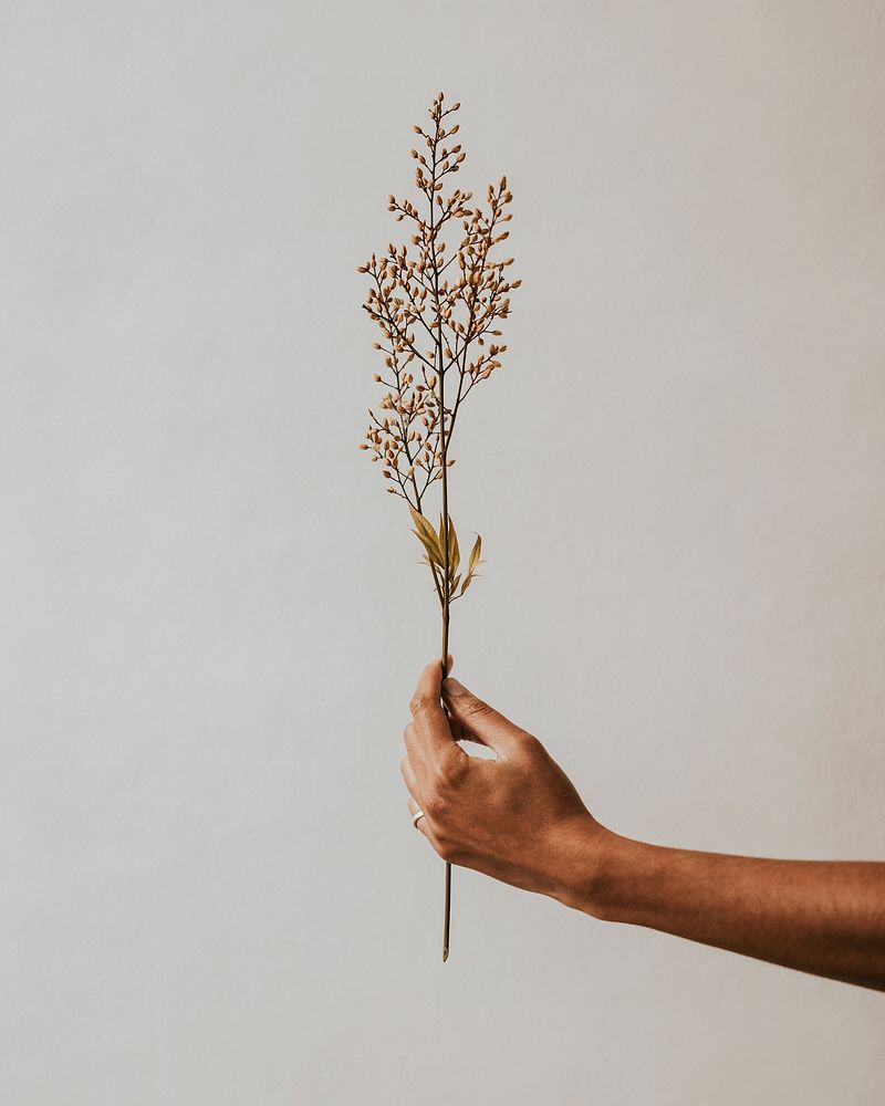 Aesthetic flower in feminine hand | Premium Photo - rawpixel