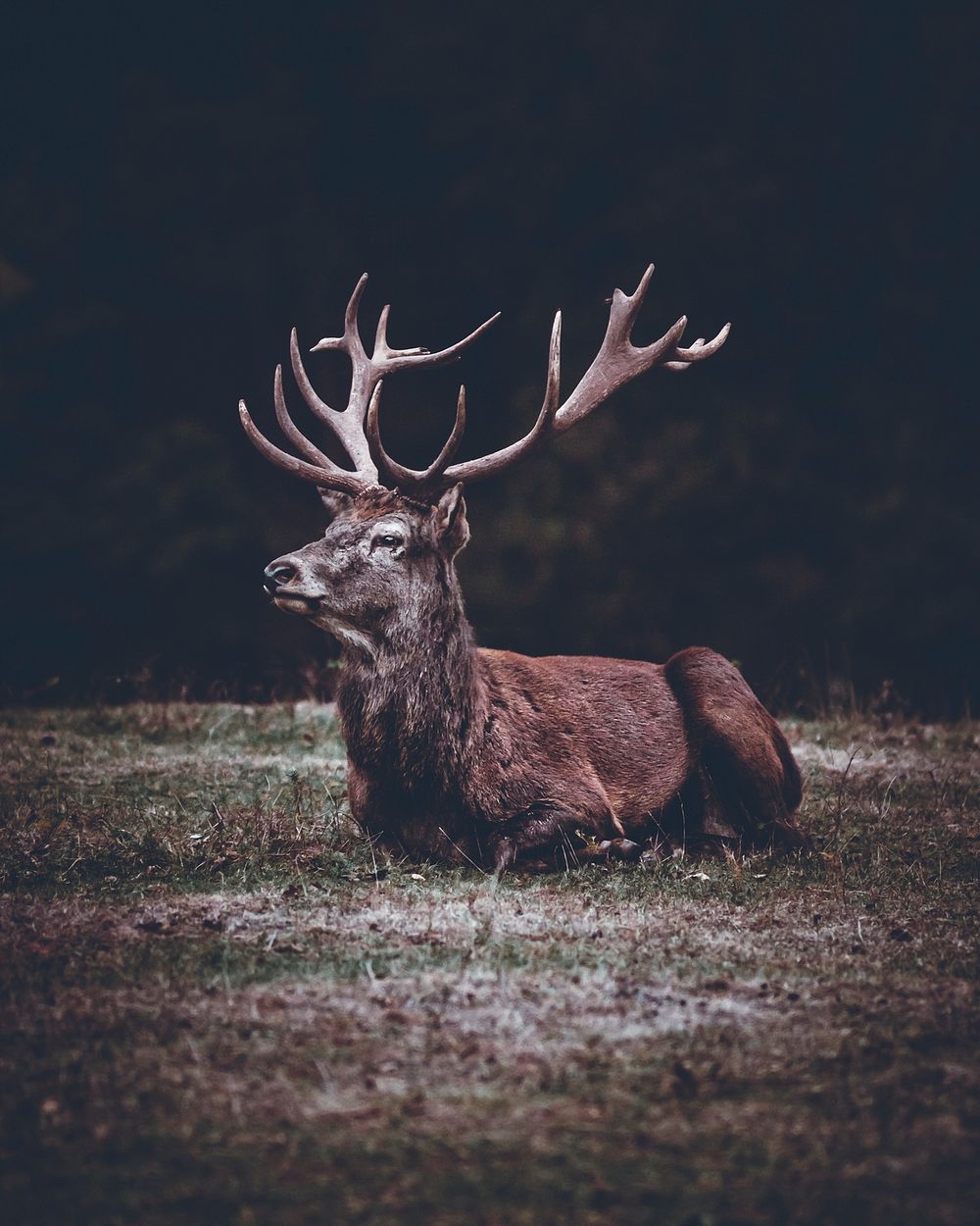 Red Deer With Beautiful Antlers | Free Photo - Rawpixel