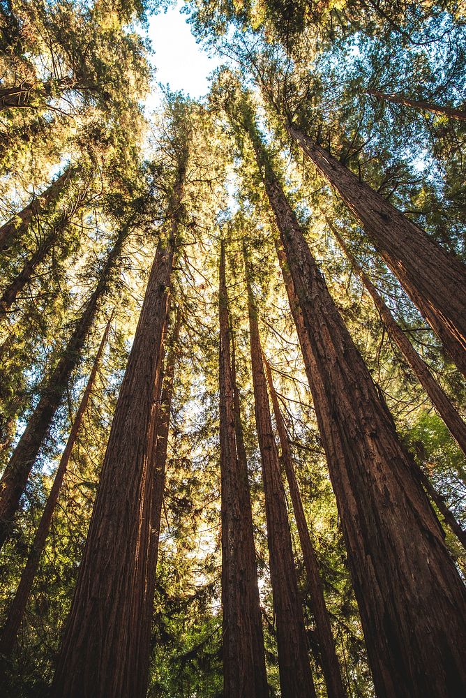 Treetops at Yosemite National Park, Free Photo rawpixel