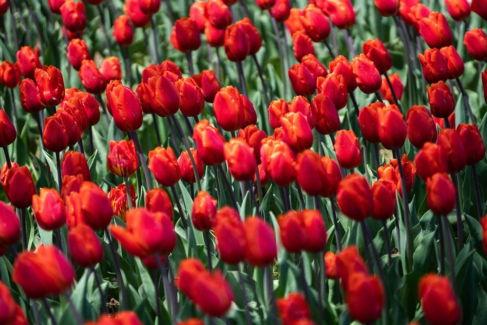 Tulips in Royal Botanical Gardens, Free Photo rawpixel