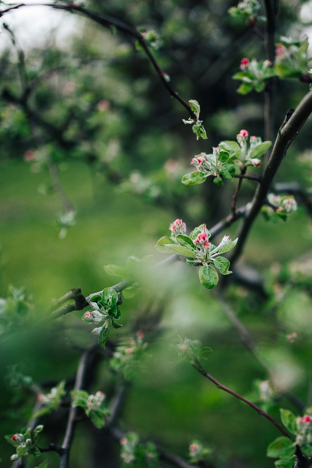 Apple tree in bloom. Visit | Free Photo - rawpixel