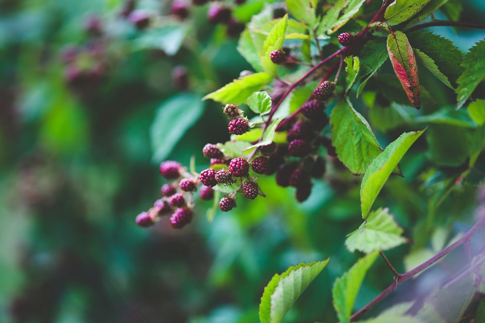 Mulberry Fruit On A Tree Free Photo Rawpixel CzNmcy1wcml2YXRlL3Jhd3BpeGVsX2ltYWdlcy93ZWJzaXRlX2NvbnRlbnQvbHIvYTAwOS1rYWJvb21waWNzLTM1NC5qcGc