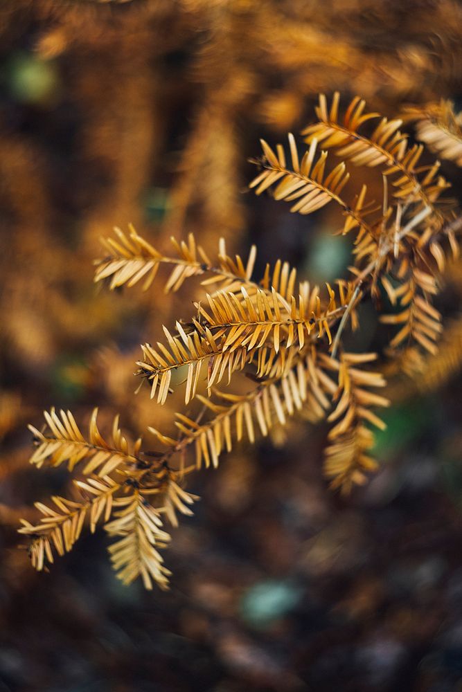 Old brown pine tree | Free Photo - rawpixel