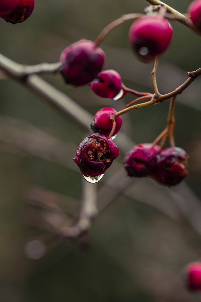 Closeup of red berries | Free Photo - rawpixel