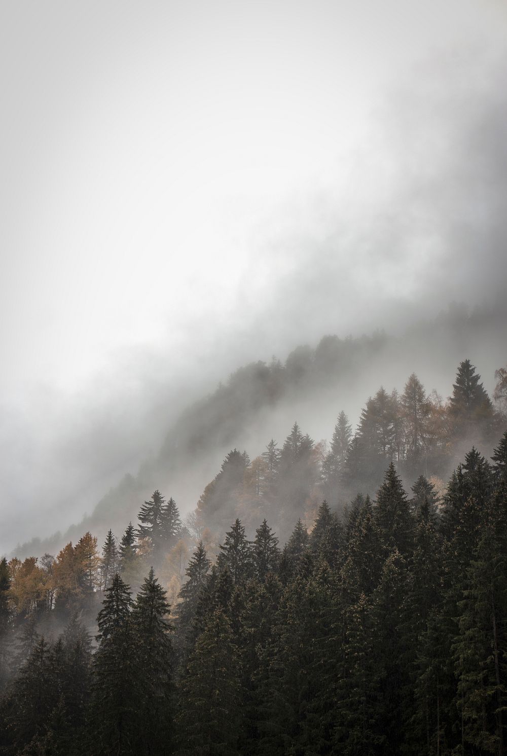 Mist over the wet woodlands | Free Photo - rawpixel