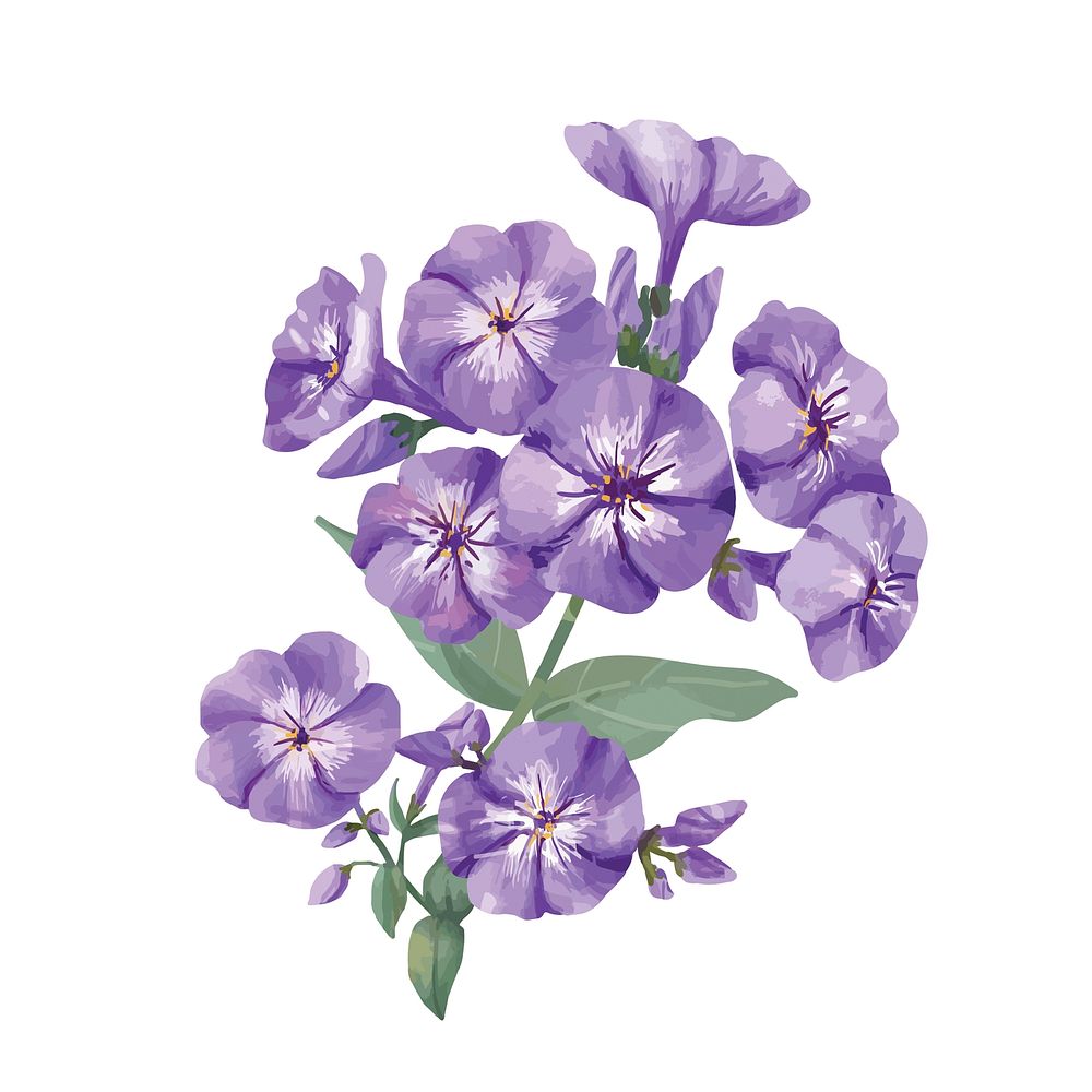 Hand drawn purple phlox flower | Premium Photo Illustration - rawpixel