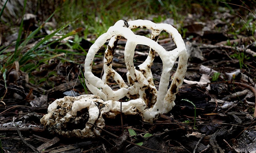 Basket Fungi