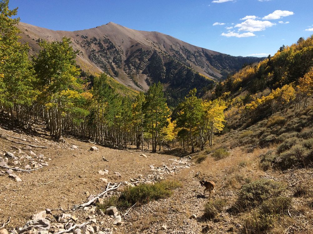 Humboldt Toiyabe National Forest Ely Ranger Free Photo Rawpixel