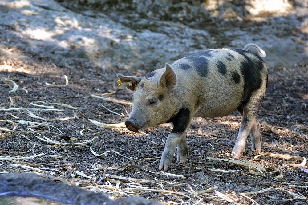 Piglet. Original public domain image | Free Photo - rawpixel