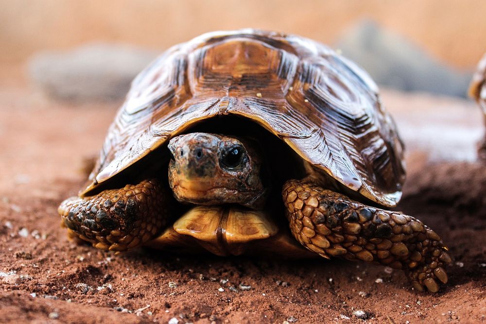 Bell's Hinge Back Tortoise Hiding. 