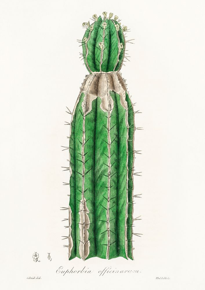 euphorbia-officinarum-illustration-digitally-enhanced-free-photo