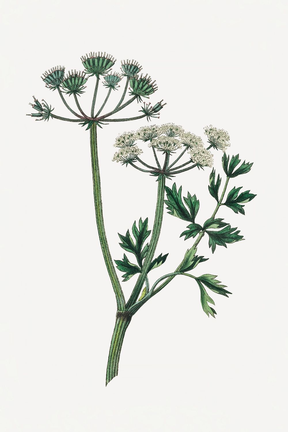 Psd botanical water dropwort medicinal | Premium PSD - rawpixel