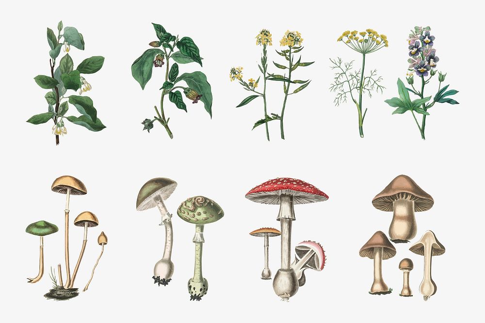 Vintage Botanical Plant And Fungus Premium Vector Rawpixel