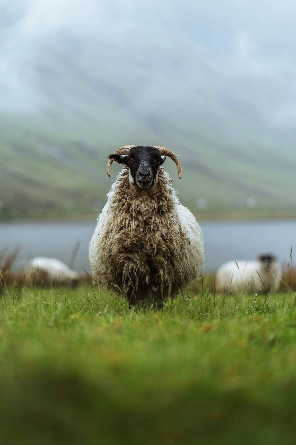 Scottish Blackface sheep at Talisker | Free Photo - rawpixel