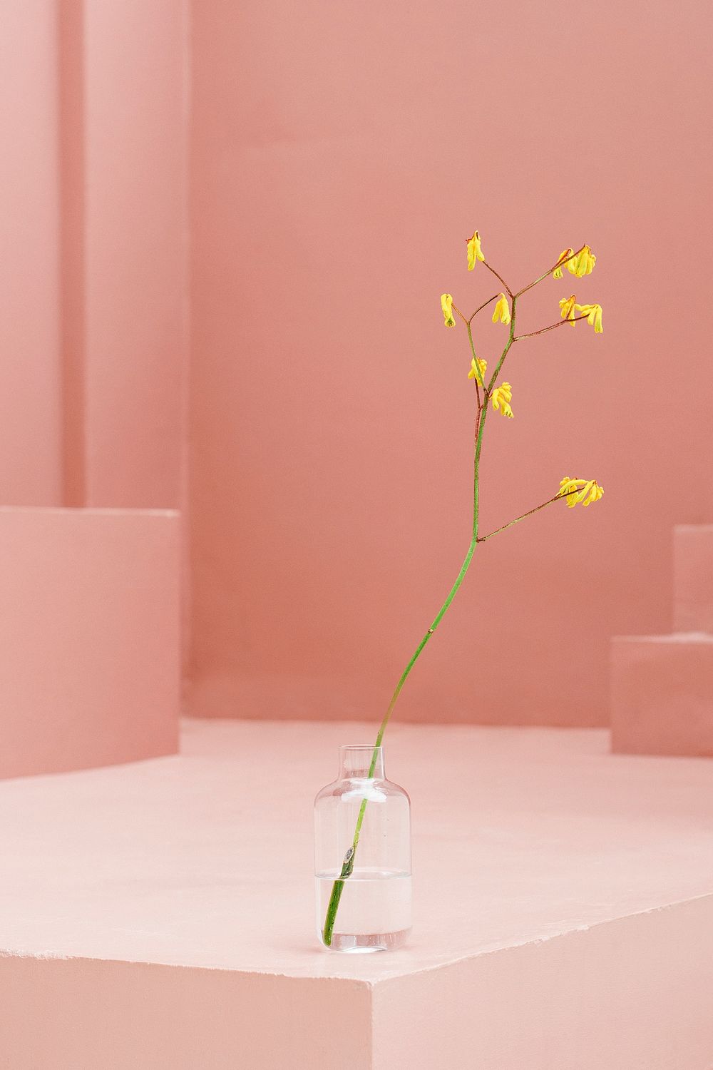 Yellow flower in a glass | Photo - rawpixel