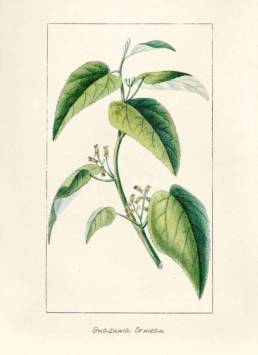 Antique illustration of plant | Premium Photo Illustration - rawpixel