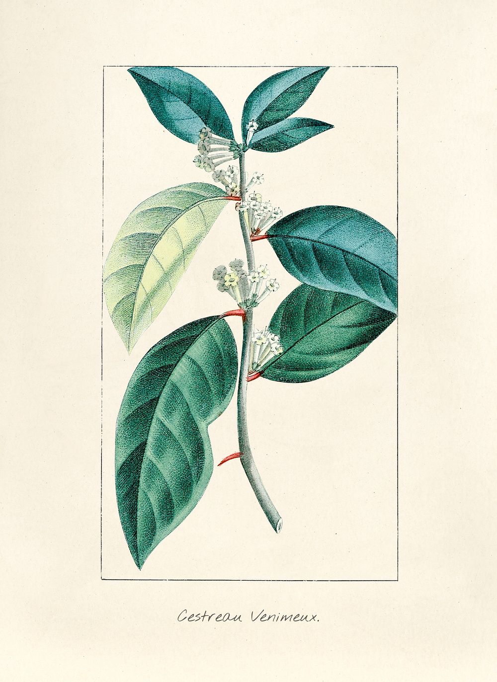 Antique illustration of plant | Premium Photo Illustration - rawpixel