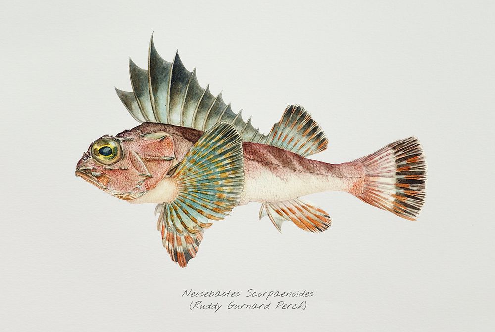 Antique fish neosebastes scorpaenoides ruddy | Free Photo Illustration ...