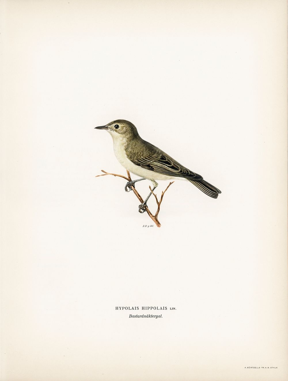 Tree warbler (Hypolais hipolais) illustrated | Free Photo Illustration ...
