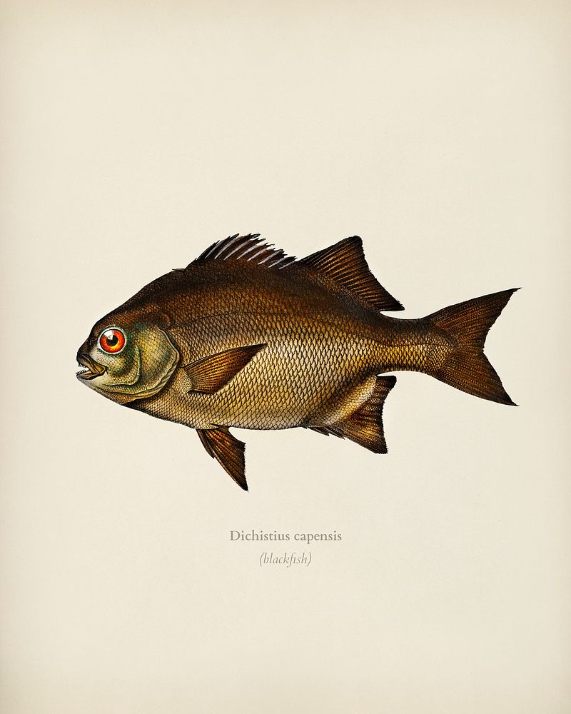 Dichistius capensis illustrated by Charles | Premium Photo Illustration ...