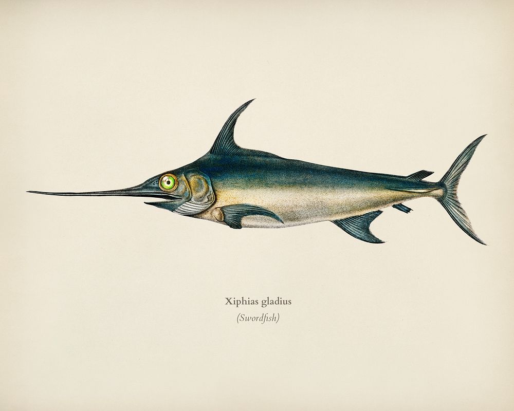 Swordfish (Xiphias gladius) illustrated by Charles Premium Photo