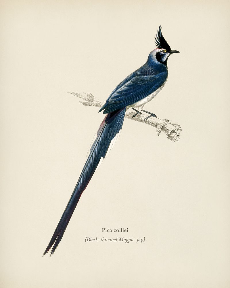 Black-throated magpie-jay (Pica colliei) illustrated | Premium Photo