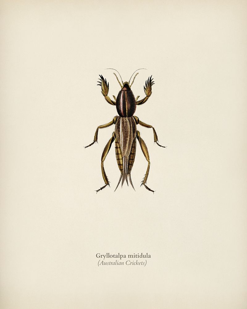 Australian Crickets (Gryllotalpa mitidula) illustrated Premium Photo