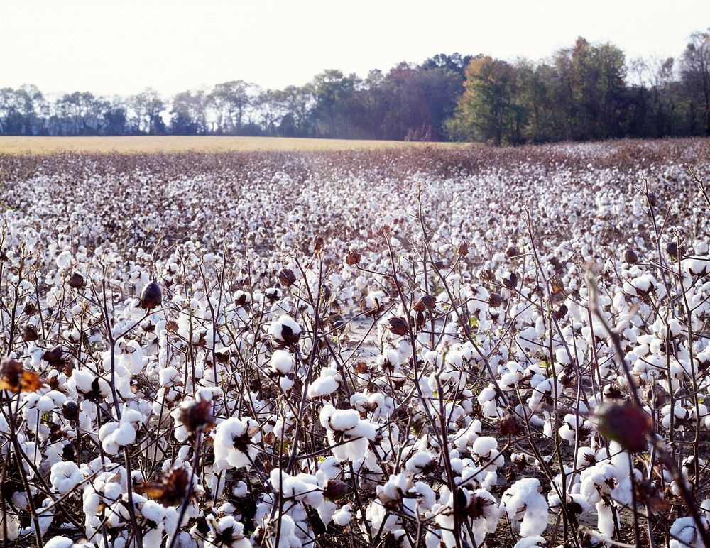 North Carolina cotton field. Original Free Photo rawpixel