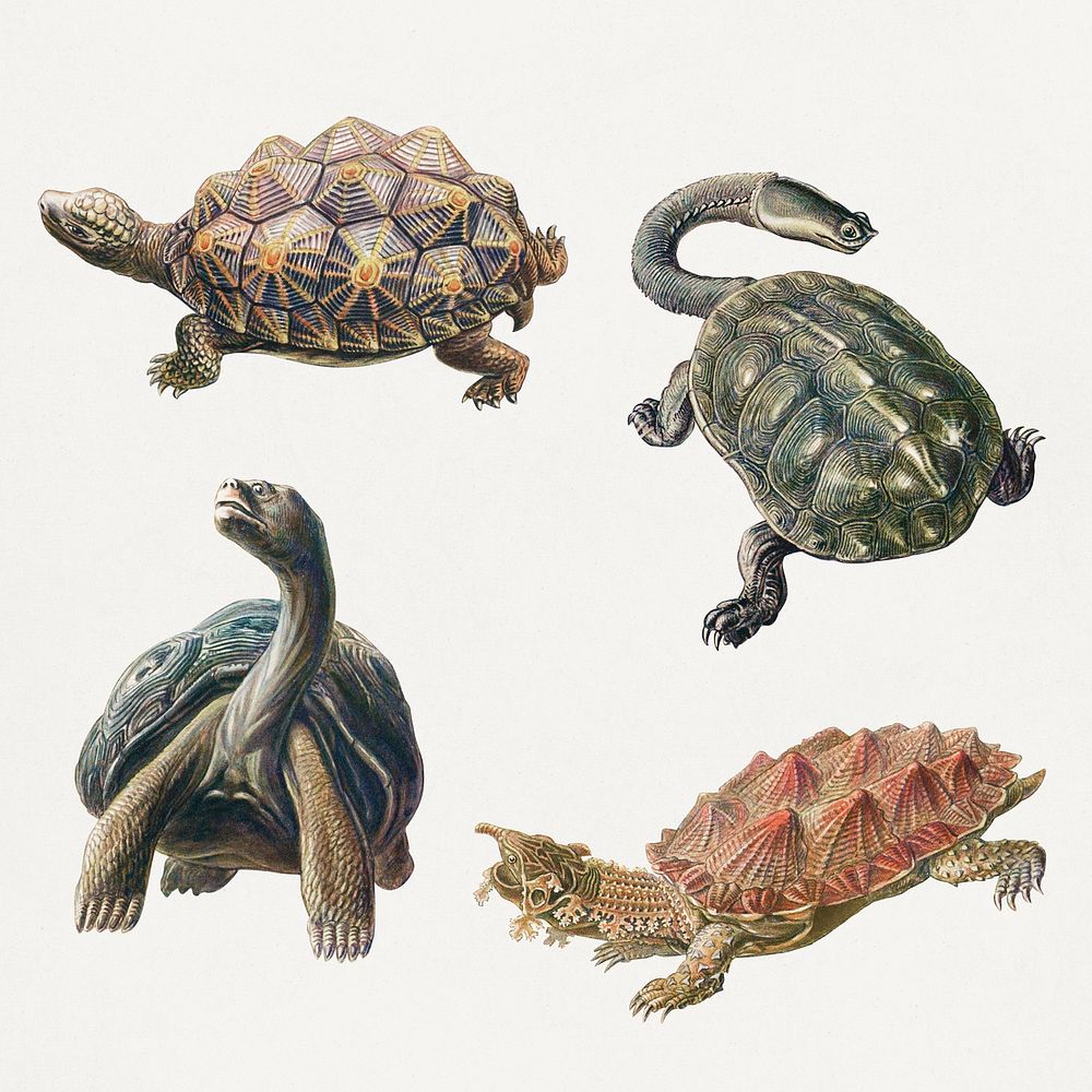 Vintage turtle illustrations set | Premium PSD - rawpixel