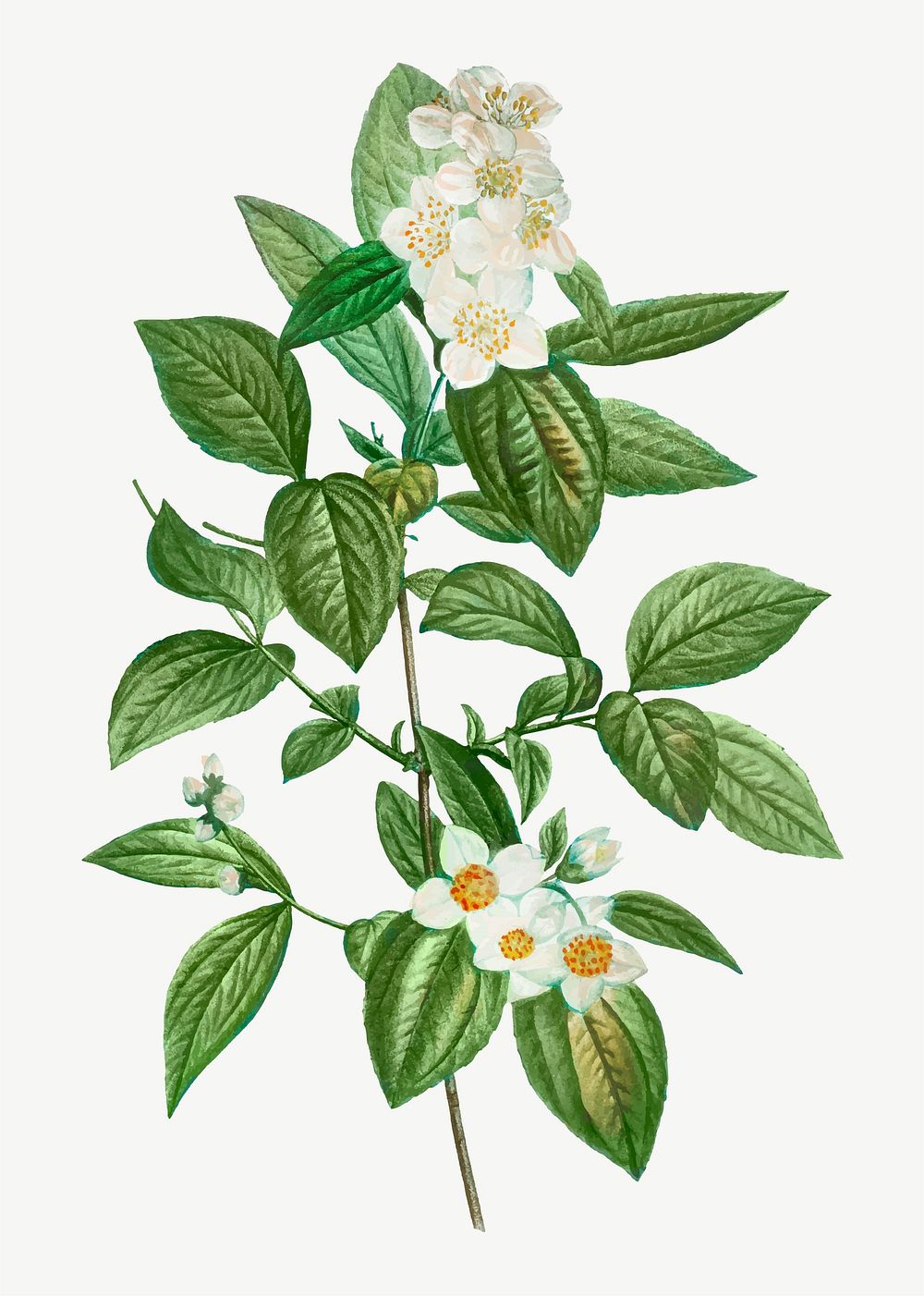 Vintage philadelphus coronarius flower vector | Premium Vector ...