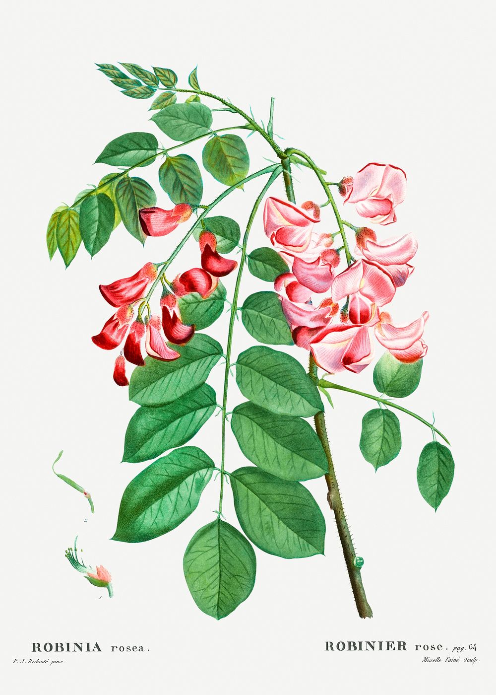 Robinia rosea (Robinier rose) from Traité | Free Photo Illustration ...