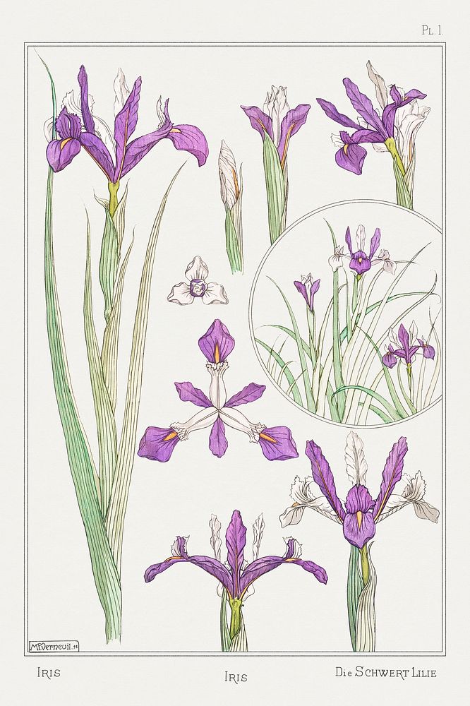Vintage iris flower parts illustration Premium PSD Illustration