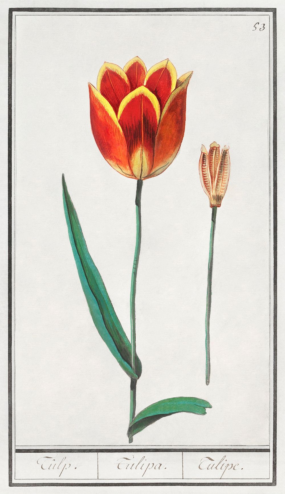 Tulip, Tulipa (1596–1610) by Anselmus | Free Photo Illustration - rawpixel