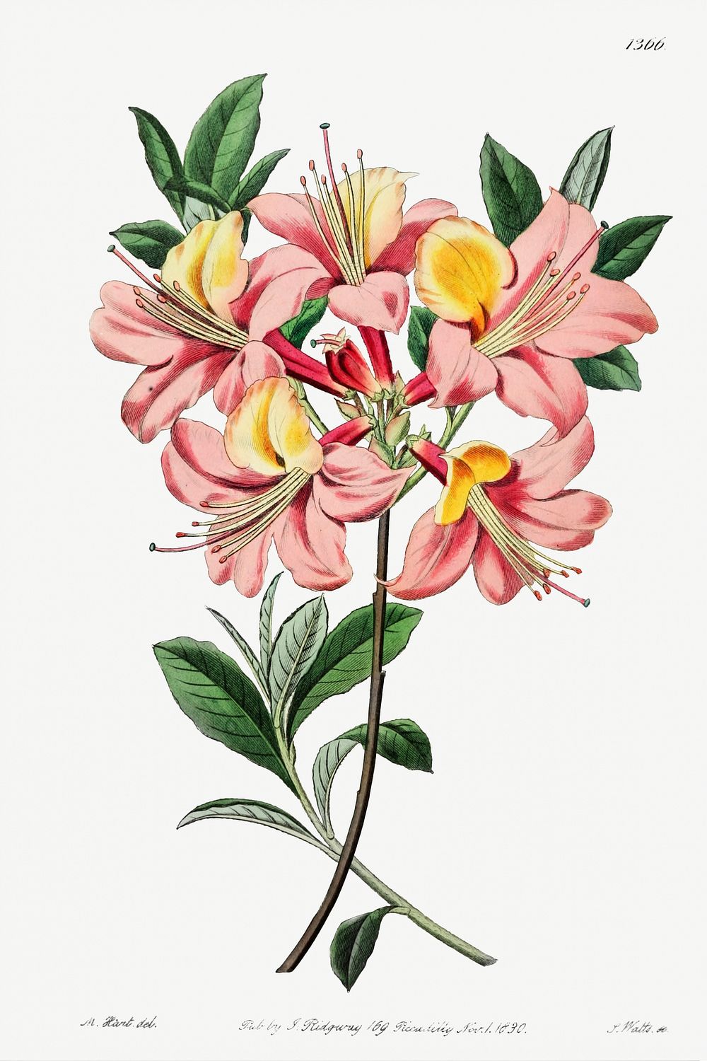 Changeable pontic azalea from Edwards’s | Free Photo Illustration ...