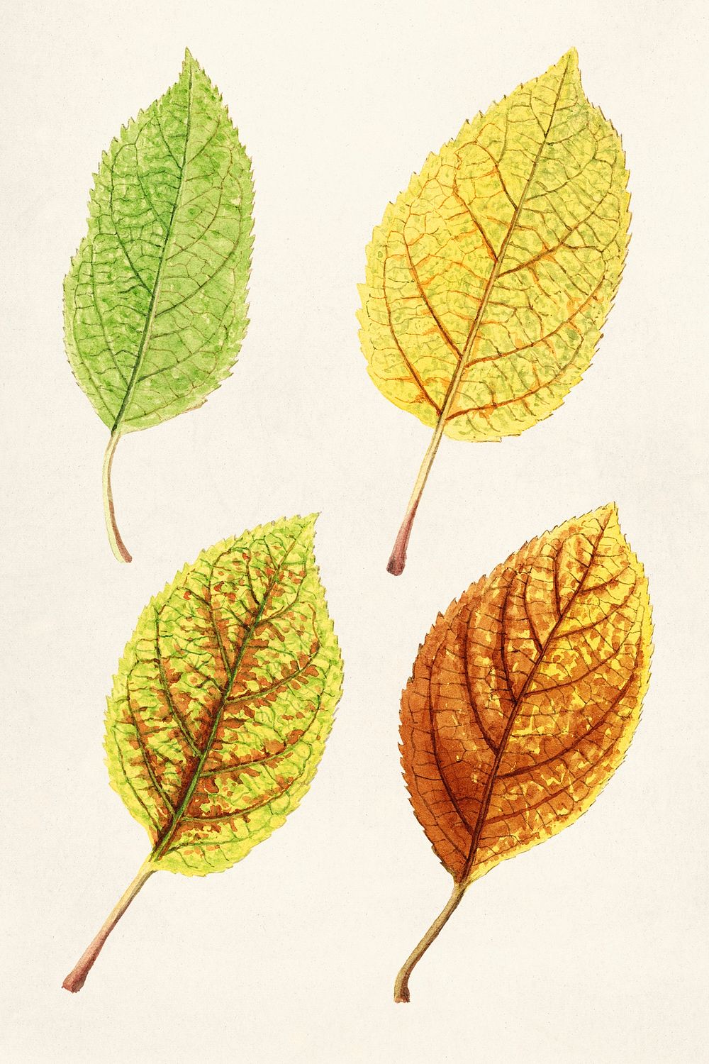 Apple Leaves (Malus Domestica) (1912) | Free Photo Illustration - rawpixel