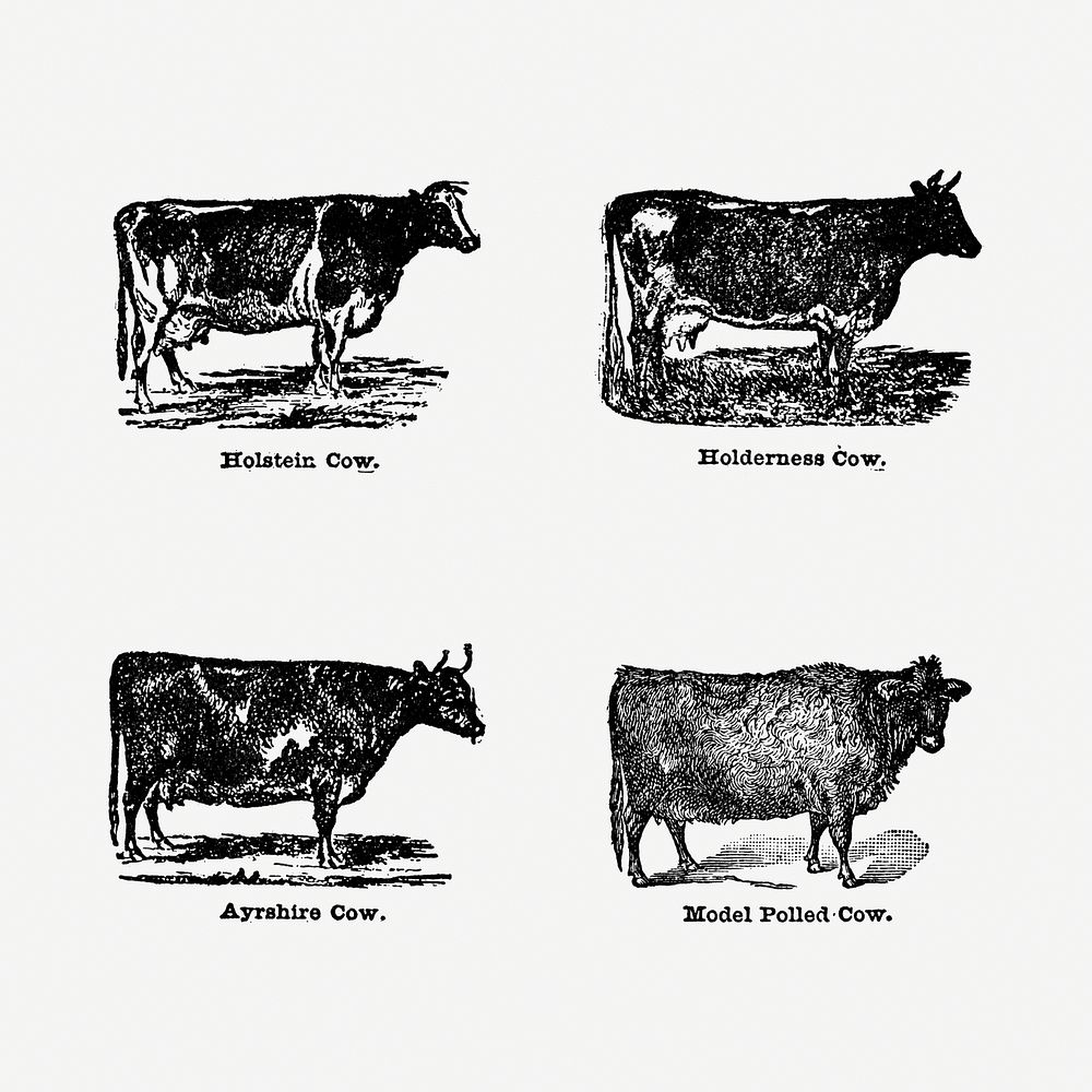 Vintage cow drawing. Digitally enhanced | Free Photo Illustration ...